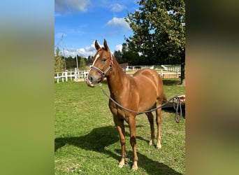 American Quarter Horse, Wałach, 2 lat