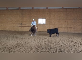 American Quarter Horse, Wałach, 3 lat, 142 cm, Ciemnokasztanowata