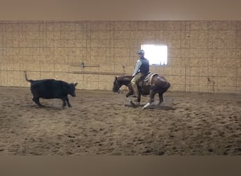 American Quarter Horse, Wałach, 3 lat, 142 cm, Ciemnokasztanowata