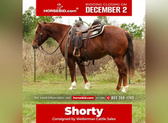 American Quarter Horse, Wałach, 3 lat, 145 cm, Cisawa