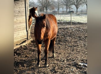 American Quarter Horse, Wałach, 3 lat, 145 cm, Gniada