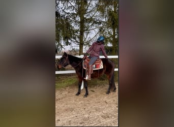 American Quarter Horse, Wałach, 3 lat, 147 cm, Gniada