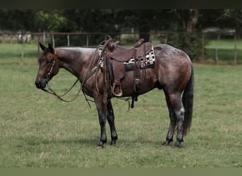 American Quarter Horse, Wałach, 3 lat, 147 cm, Gniadodereszowata