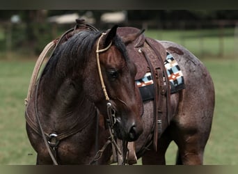 American Quarter Horse, Wałach, 3 lat, 147 cm, Gniadodereszowata