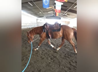 American Quarter Horse, Wałach, 3 lat, 147 cm, Kasztanowata