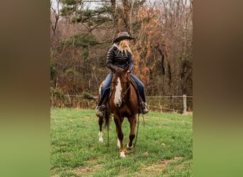 American Quarter Horse, Wałach, 3 lat, 147 cm, Kasztanowatodereszowata