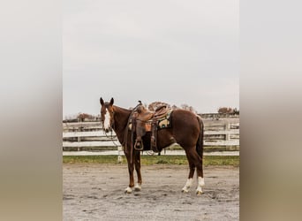 American Quarter Horse, Wałach, 3 lat, 147 cm, Kasztanowatodereszowata