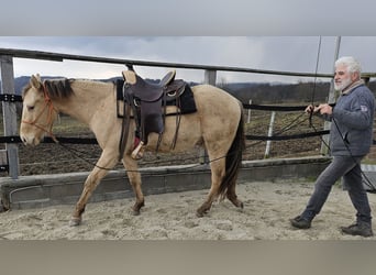 American Quarter Horse, Wałach, 3 lat, 148 cm, Szampańska