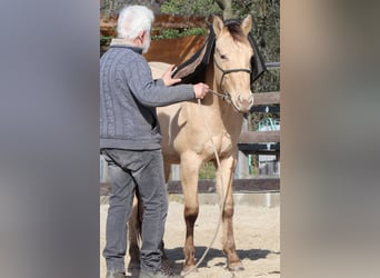 American Quarter Horse, Wałach, 3 lat, 148 cm, Szampańska