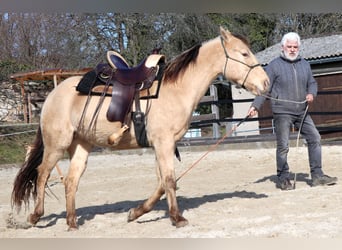 American Quarter Horse, Wałach, 3 lat, 148 cm, Szampańska