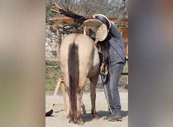 American Quarter Horse, Wałach, 3 lat, 148 cm, Szampańska