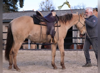 American Quarter Horse, Wałach, 3 lat, 148 cm, Szampańska