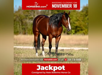 American Quarter Horse, Wałach, 3 lat, 150 cm, Gniada