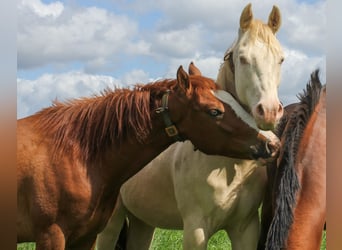 American Quarter Horse, Wałach, 3 lat, 150 cm, Kasztanowata