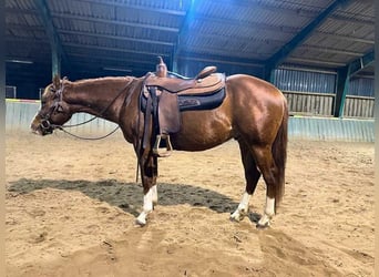American Quarter Horse, Wałach, 3 lat, 150 cm, Kasztanowata