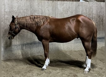 American Quarter Horse, Wałach, 3 lat, 150 cm, Kasztanowata