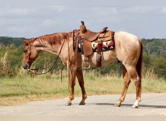 American Quarter Horse, Wałach, 3 lat, 150 cm, Kasztanowatodereszowata