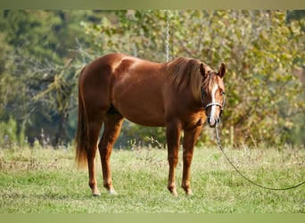 American Quarter Horse, Wałach, 3 lat, 151 cm, Kasztanowata
