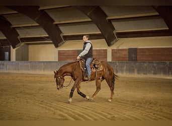 American Quarter Horse, Wałach, 3 lat, 151 cm, Kasztanowata