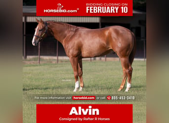 American Quarter Horse, Wałach, 3 lat, 152 cm, Cisawa