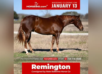 American Quarter Horse, Wałach, 3 lat, 152 cm, Cisawa