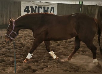 American Quarter Horse, Wałach, 3 lat, 152 cm, Kasztanowata