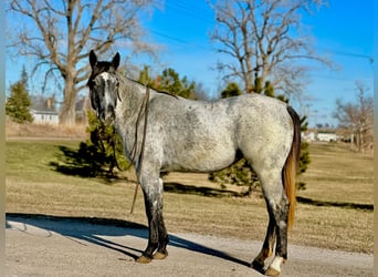 American Quarter Horse, Wałach, 3 lat, 152 cm, Siwa