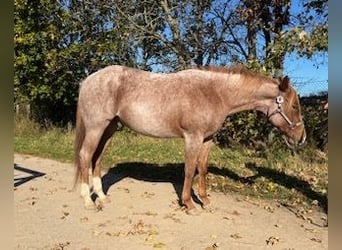 American Quarter Horse, Wałach, 3 lat, 153 cm, Kasztanowatodereszowata