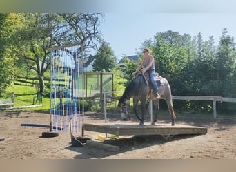 American Quarter Horse, Wałach, 3 lat, 154 cm, Siwa