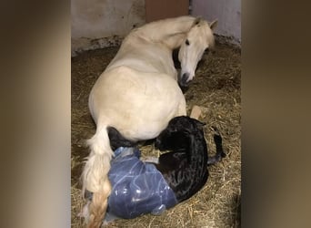 American Quarter Horse, Wałach, 3 lat, 154 cm, Siwa