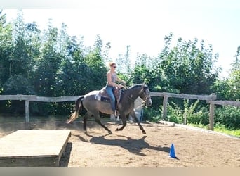 American Quarter Horse, Wałach, 3 lat, 154 cm, Siwa