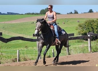 American Quarter Horse, Wałach, 3 lat, 154 cm, Siwa