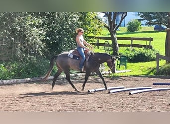 American Quarter Horse, Wałach, 3 lat, 154 cm, Siwa