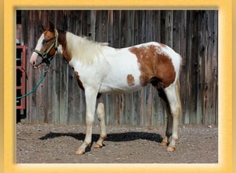 American Quarter Horse Mix, Wałach, 3 lat, 155 cm, Srokata