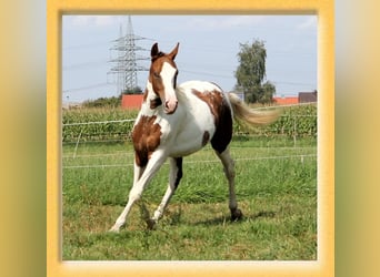 American Quarter Horse Mix, Wałach, 3 lat, 155 cm, Srokata