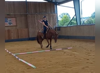 American Quarter Horse, Wałach, 3 lat, 156 cm, Kasztanowata