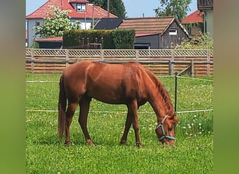 American Quarter Horse, Wałach, 3 lat, 156 cm, Kasztanowata