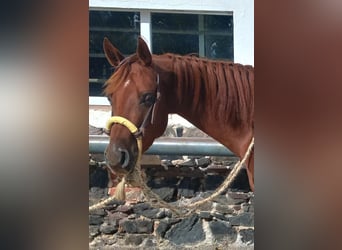 American Quarter Horse, Wałach, 3 lat, 156 cm, Kasztanowata