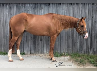 American Quarter Horse, Wałach, 3 lat, 156 cm, Kasztanowata