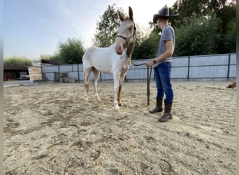 American Quarter Horse, Wałach, 3 lat, 156 cm, Tovero wszelkich maści