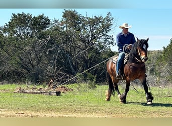 American Quarter Horse, Wałach, 3 lat, 157 cm, Gniada