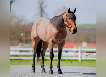 American Quarter Horse, Wałach, 3 lat, 157 cm, Gniadodereszowata
