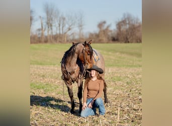 American Quarter Horse, Wałach, 3 lat, 157 cm, Gniadodereszowata