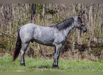 American Quarter Horse, Wałach, 3 lat, 157 cm, Karodereszowata