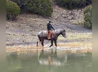 American Quarter Horse, Wałach, 3 lat, 170 cm, Siwa jabłkowita