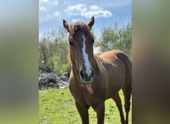 American Quarter Horse, Wałach, 3 lat, Kasztanowata