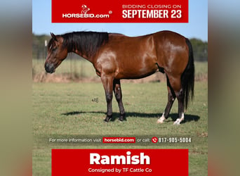 American Quarter Horse, Wałach, 4 lat, 142 cm, Gniada