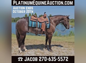 American Quarter Horse, Wałach, 4 lat, 142 cm, Kara