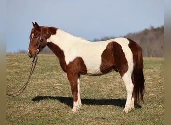 American Quarter Horse, Wałach, 4 lat, 145 cm, Ciemnokasztanowata