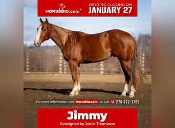 American Quarter Horse, Wałach, 4 lat, 145 cm, Cisawa